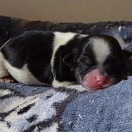Girl 3 - Black and white female Shorkie puppy in White Pigeon, Michigan from Kathys Yorkie and Shih-tzu Cuties
