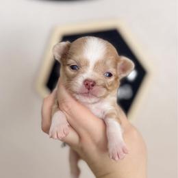 Rocky - Merle male Chihuahua puppy in Harrison, Michigan from Cloud9 Chihuahuas