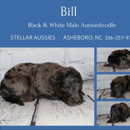 Bill - Blue merle male Aussiedoodle puppy in Asheboro, North Carolina from Stellar Aussies