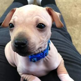 American Hairless Terriers and Poodles from Elcy’s American Hairless Terrier and Standard Poodles
