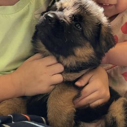 Blue Collar boy - Black and red male German Shepherd puppy in Gunter, Texas from Gunter Gables German Shepherds