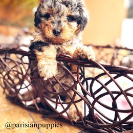 Nova - Merle female Goldendoodle puppy in Spring Hill, Florida from Parisian Puppies