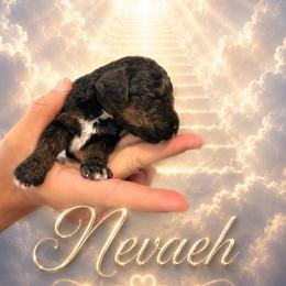 Nevaeh - Phantom female Poodle puppy in Washington, Pennsylvania from Patriotic Poodles