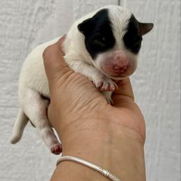Tru - Blue male Australian Cattle Dog puppy in Sahuarita, Arizona from A2 Australian Cattle Dogs
