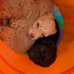Anthem - Apricot female Poodle puppy in Wilmington, Delaware from Imperial Poodles LLC