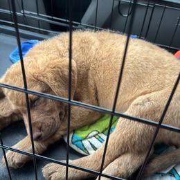 Marcie - Chesapeake Bay Retriever