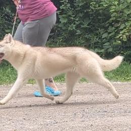 Ember - Red and white female Siberian Husky puppy in Amery, Wisconsin from Liberty Siberians