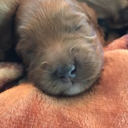 Australian Labradoodle Puppies from Wild Daisy Labradoodles