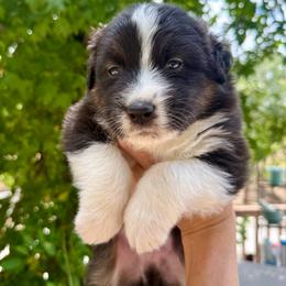 Biscotti Boy 5 - Black tri-color male Australian Shepherd puppy in Walnut Creek, California from Sweet Magnolia Aussies