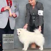 American Eskimo Dogs from Bon Temps Eskies