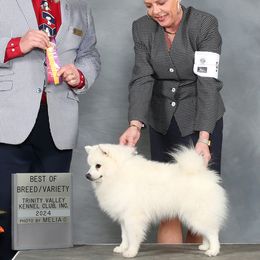 American Eskimo Dogs from Bon Temps Eskies