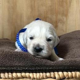 Mr Blue - Light golden male Golden Retriever puppy in Patterson, California from Trusted Valley Retrievers