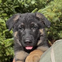 Gray collar male - Bi-color male German Shepherd puppy in Winterport, Maine from Vom Stevens Old Fashioned German Shepherds