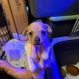Chloe Pup 2 - White and tan male Toy Fox Terrier puppy in Clermont, Florida from Debbie Hiles's Toy Fox Terriers