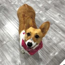 Pembroke Welsh Corgi puppies from Corgi Dobie Co.