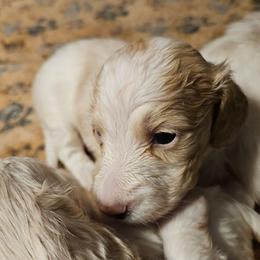 Paidrig - Cream male Dachshund puppy in Pocasset, Massachusetts from Dachs of the Bay