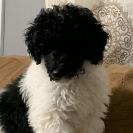 Aussiedoodles, Miniature Australian Shepherds, and Poodles from K Kountry Farm