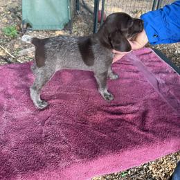 Liver roan - Liver roan female German Shorthaired Pointer puppy in Blue Rapids, Kansas from Black vermillion pointers