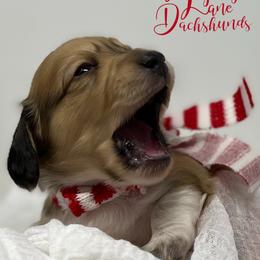 Dachshund Puppies from Legacy Lane Dachshunds