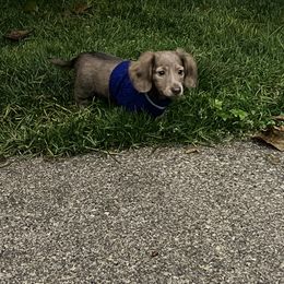 Dachshund Puppies from HP Dachs