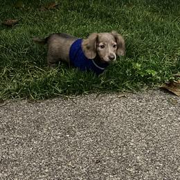 Dachshund Puppies from HP Dachs