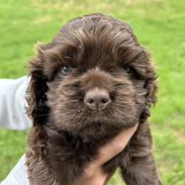 Pink - Brown female Cocker Spaniel puppy in Palestine, Texas from Chocolate Cocker Spaniels