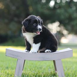 Bogie - Black & white male Miniature Australian Shepherd puppy in White Oak, Texas from Triple Lake Ranch Miniature Australian Shepherds
