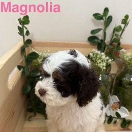 Magnolia - Black white and tan female Cockapoo puppy in Orem, Utah from Paradise Cockers