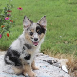 Boy 2 - male Miniature Australian Shepherd puppy in Caufield, Missouri from Rockin CF Aussies