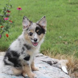 Boy 2 - male Miniature Australian Shepherd puppy in Caufield, Missouri from Rockin CF Aussies