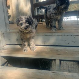 Bergamasco Sheepdog Puppies from Spellbound Bergamascos