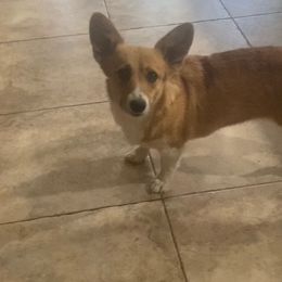 Keeva - Pembroke Welsh Corgi