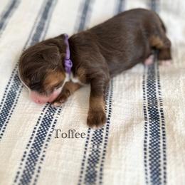 Toffee - Brown and white female Bernedoodle puppy in Waco, Texas from Blessings Pups Doodles