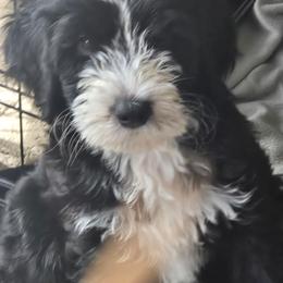 Tina - Black and white female Bernedoodle puppy in Coventry, Rhode Island from Greene Tree Bernadoodle