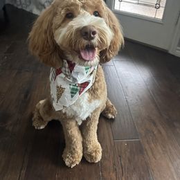 Cavapoo and Cockapoo All Grown Up from Rocky Road Puppies