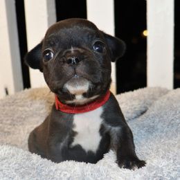 French Bulldogs from Jaime's sweet Frenchies