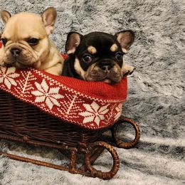 French Bulldogs from Stormchild Kennels