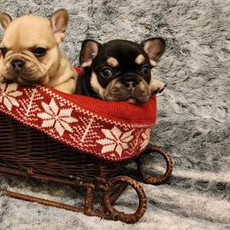 French Bulldogs from Stormchild Kennels