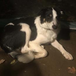 LTK's Póg - Tri-color male Border Collie puppy in New London, Wisconsin from LaTiKi Border Collies