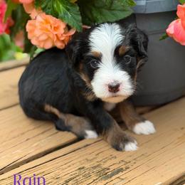 Rain - female Australian Mountain Doodle puppy in Henry, Illinois from Rowe Farms Doodles
