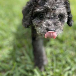 Cockapoo Puppies from Doodle Corner