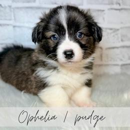 Butternut - Brindle and white female American Corgi puppy in Greenwood, Indiana from Witch Creek Corgis