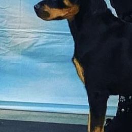 Rottweilers from Patrick's Pups