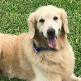 Golden Retrievers from Texas Gorgeous Goldens