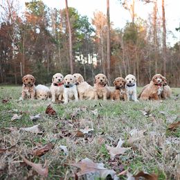 Goldendoodle Puppies from Dream Doodles