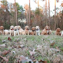 Goldendoodle Puppies from Dream Doodles