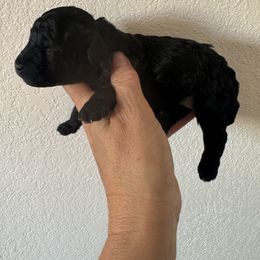 Dolly - Blue female Poodle puppy in Queen Creek, Arizona from Prestigious Toy Poodles