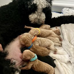Bernedoodle Puppies from Pyper Bernedoodles SATX
