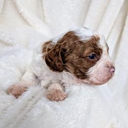 Baby Boy 4 - Blenheim Cavapoo puppy in Sisters, Oregon from Saunders Hideaway Homestead