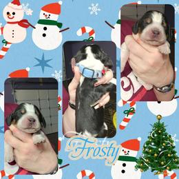 Frosty - Black white and tan male English Springer Spaniel puppy in Westover, Maryland from Sterling's springer Haven
